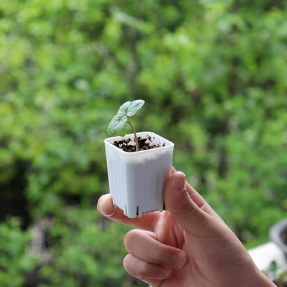 300 Pack 1.55 Inch Tiny White Plastic Square Nursery and Seedling Pot, Mini Transplant Seed Starter Planter with Drain Hole for Germination, Herb, Succulent - color: White
