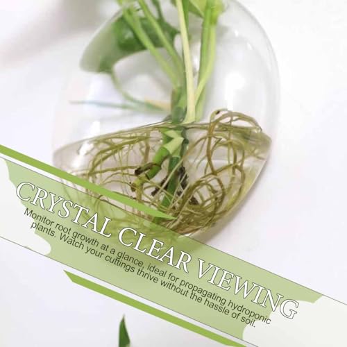 Generic Window Propagation Stations, Oblate Glass Terrariums Planter Suction Cup Vases for Hydroponics Plants, Wall Hanging Vases for Indoor Hydroponics Plants, Home, Living Room Decor