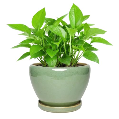 Ceramic Planter with Saucer for Indoor Plants (Light Green, 8.7 Inch) - color: Light Green, size: 8.7 Inch