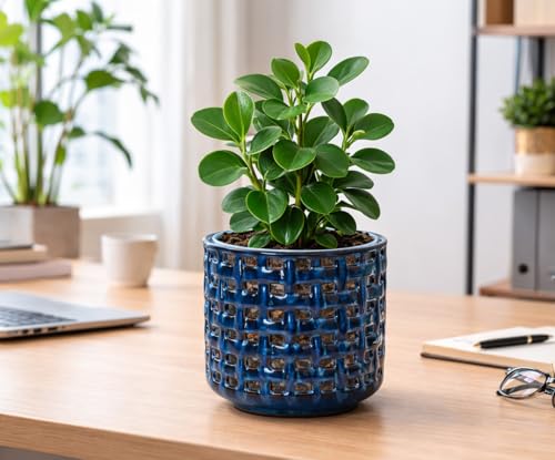 D'vine Dev Orchid Pot, Clear Pot & Saucer, Midnight Blue, 6.7 in, 28-A-Y-2 - color: Midnight Blue, size: 6.7"