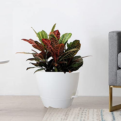 UOUZ Large Self Watering Pots, 12/10/9 Plastic Planters with High Drainage Holes and Deep Reservoir for Indoor Outdoor Garden Plants and Flowers, White - color: White