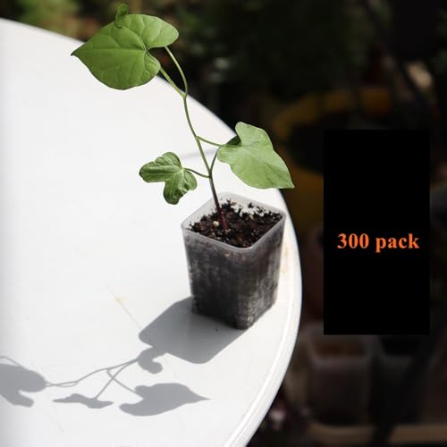300 Pack 1.55 Inch Tiny Clear Plastic Square Nursery and Seedling Pot, Mini Transplant Seed Starter Planter with Drain Hole for Germination, Herb, Succulent - color: Clear