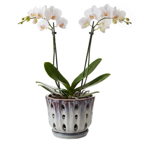 Ceramic Orchid Pot with Drainage Hole 6'' (Mauve Over Cream) - color: Mauve Over Cream