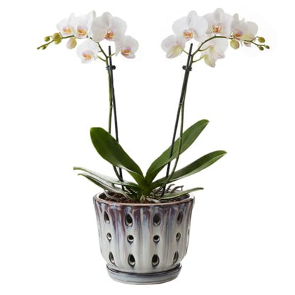 Ceramic Orchid Pot with Drainage Hole 6'' (Mauve Over Cream) - color: Mauve Over Cream