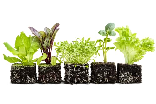 Authentic Ladbrooke 5-Pc Essentials Soil Blocker Set, England