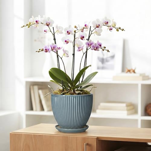 Ceramic Planter, 8 Inch Plant Pot Indoor with Saucer, Glaze Blue - color: Glaze Blue, size: 8 Inch