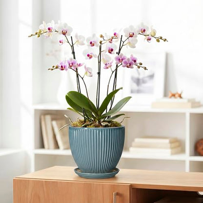 Ceramic Planter, 8 Inch Plant Pot Indoor with Saucer, Glaze Blue - color: Glaze Blue, size: 8 Inch