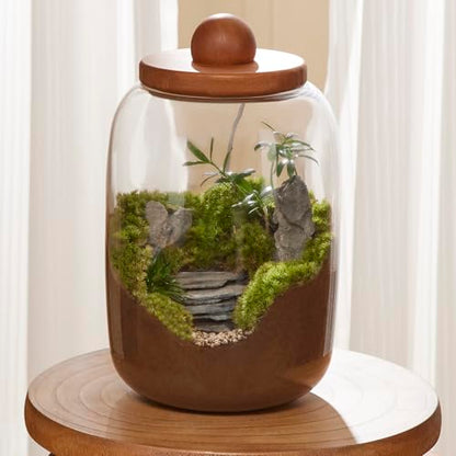Plant Terrarium with Grow Light: 8.6H+6.3W Glass Terrarium - size: H-8.6IN