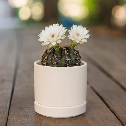 D'vine Dev 2-Pack Ceramic Pots with Saucers, Oatmeal, 3.5 in, 94-V-A-8 - color: Oatmeal, size: 3.5 Inch