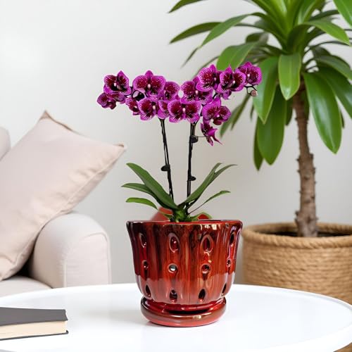 Ceramic Orchid Pot with Drainage Hole 6'' Orchid Planter (Red) - color: Red