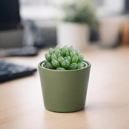 Phoenix Vine 3.5 Inch Olive Plastic Cachepot with Clear Nursery Pot, Decorative Lightweight Planter Cover with Transparent Inner Pot for Indoor Houseplants, Pack of 1, 24-A-F-1 - color: Olive, size: 3.5" (1 Pack)