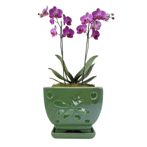 Orchid Pots with Holes Ceramic Orchid Planter Pots Square 5.5 inch (Green) - color: Green