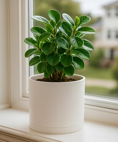 D'vine Dev Plastic Planter Pot with Saucer, 8 in, Oatmeal, 74-X-H-1 - color: Oatmeal, size: 8 Inch