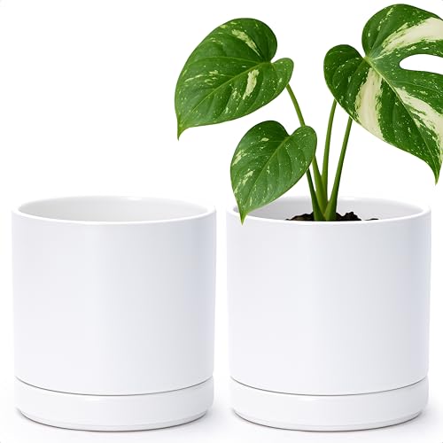 D'vine Dev 2-Pack Ceramic Pots with Saucers, White, 6.5 in, 94-V-C-1 - color: White, size: 6 Inch