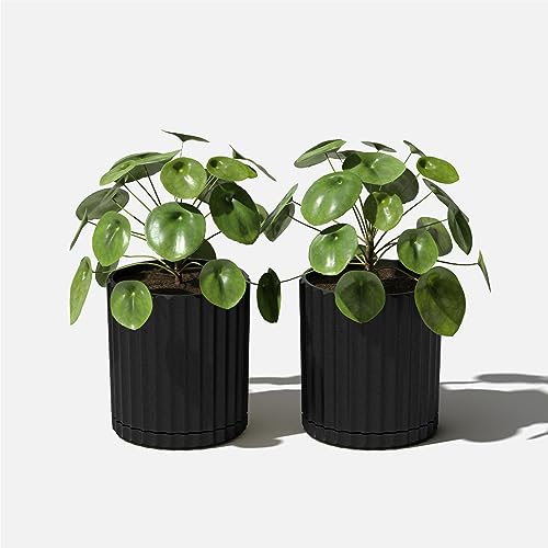 Veradek Demi Series Demi 6" Planter w/Tray - Black, 2 Pack - color: Black, size: 6 inch - 2 Pack