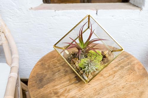 Heptahedron Geometric Glass Terrarium Kit with Red Abdita and Ionantha - Air Plant Tillandsia Holder - Live Tillandsia Succulent House Plant - Home and Garden Decor - Easy Care Indoor Outdoor Plants