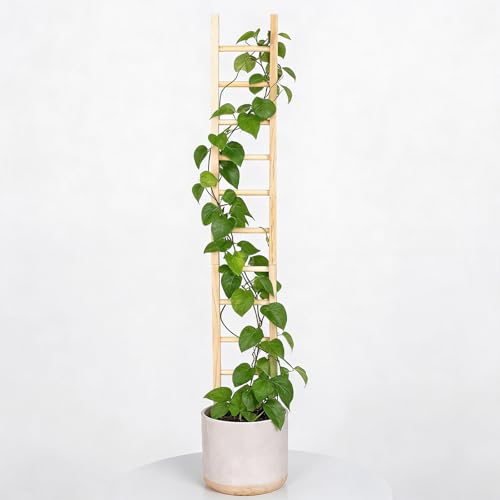 1Pcs Indoor Plant Trellis – Durable Wooden Support for Climbing Plants - size: 25" H