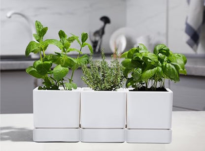 D'vine Dev 6-Pack Plastic Herb Planter Pots, 4 in, White, 76-Y-A6-1 - color: White, size: 24 Inch x 4.5 Inch