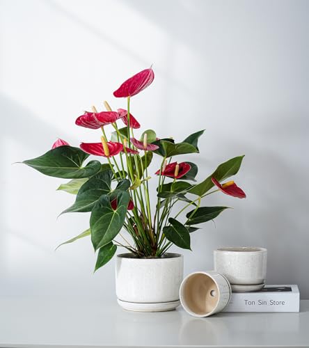 Ceramic Planters,Plant Pots with Saucers Set of 3(Reactive Glaze White) - color: Speck