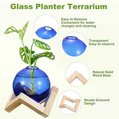 M METERXITY 2 Pack Glass Planter Terrarium with Wooden Stand, Desktop Plant Propagation Station Bulb Vase for Hydroponic Plants Propagation/Home Garden Decor/Plant Lover [Blue] - color: Blue