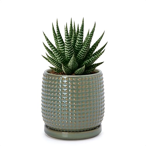 D'vine Dev Beaded Ceramic Pot with Saucer, 4 in, Olive, 27-C-Z-0 - color: Olive, size: 4.3 Inch