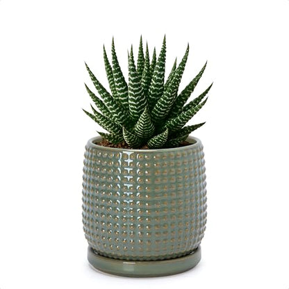 D'vine Dev Beaded Ceramic Pot with Saucer, 4 in, Olive, 27-C-Z-0 - color: Olive, size: 4.3 Inch