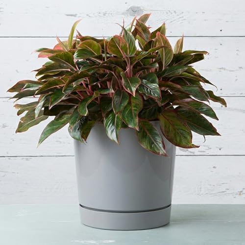 Root & Vessel Majestic Full Depth Round Cylinder Pot, Glossy Gray, 14-Inch (10140) - color: Gray, size: 14 Inch