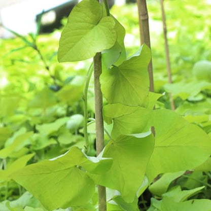 2ft Natural Bamboo Plant Stakes for Tomatoes, Beans, Flowers, Potted, Climbing Plants 30pcs - size: 2FT 30PCS