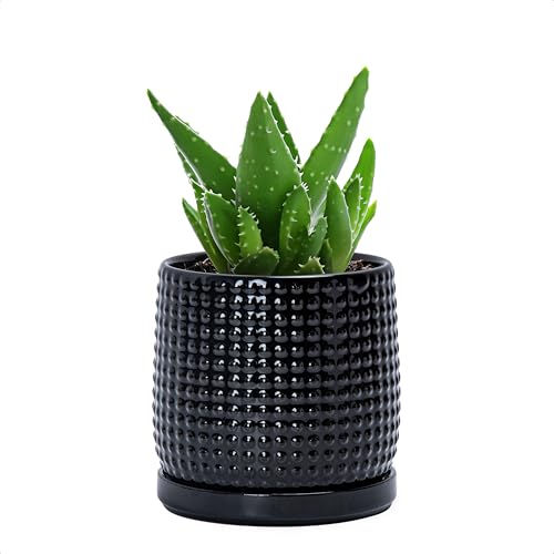 D'vine Dev Beaded Ceramic Pot with Saucer, 4 in, Glossy Black, 27-C-Z-2 - color: Glossy Black, size: 4.3 Inch