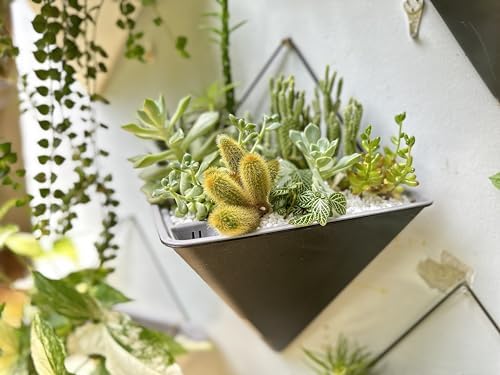LaLaGreen Indoor Wall Planter (12in, 2 Pack) Black Self Watering Flower Pot - color: Black X 2 Pack