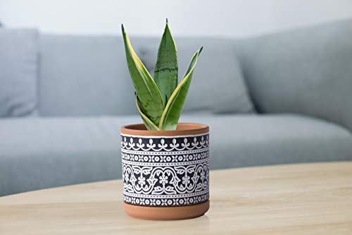 D'vine Dev 2-Pack Terracotta Pots, 4/6 in, Terra/Black, 31-958-F-2 - color: Terracotta/Black