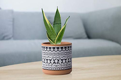 D'vine Dev 2-Pack Terracotta Pots, 4/6 in, Terra/Black, 31-958-F-2 - color: Terracotta/Black