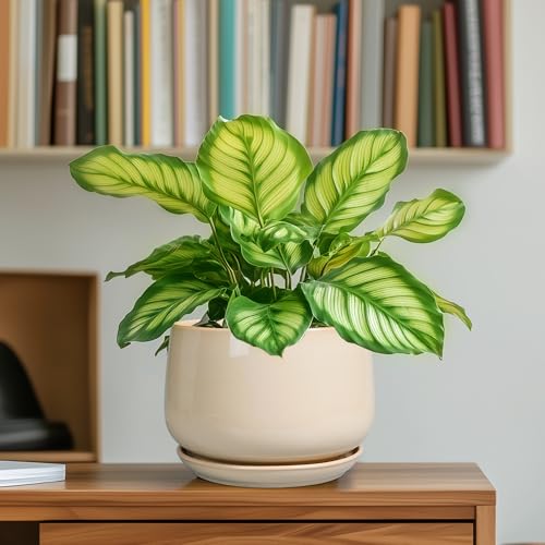 G EPGardening Ceramic Pot for Plants, 6 Inch Planter with Drainage, Beige - color: Beige, size: 5 Inch