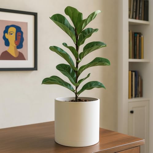 D'vine Dev Plastic Planter Pot with Saucer, 10 in, Oatmeal, 74-X-H-2 - color: Oatmeal, size: 10 Inch