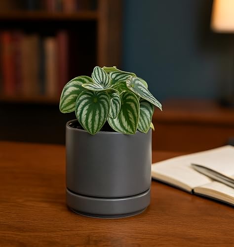 D'vine Dev 2-Pack Ceramic Pots with Saucers, Grey, 4.7 in, 94-V-B-3 - color: Gray, size: 4.7 Inch