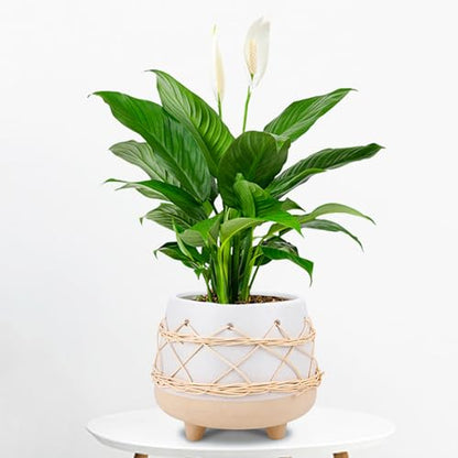 Ceramic Planter Pot for Indoor & Outdoor Plant, Flower - color: Beige Brown
