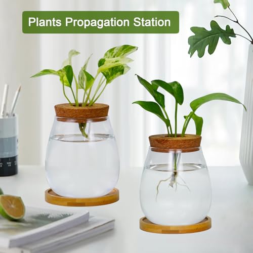 Desktop Plants Terrarium Propagation Station Hydroponic Planters Retro Oval Glass Vase with Lid and Stand Home Office Decoration Gifts 2 Pack