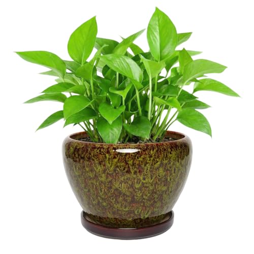 Ceramic Planter with Saucer (Speckled Green, 8.7 Inch) - color: Speckled Green, size: 8.7 Inch