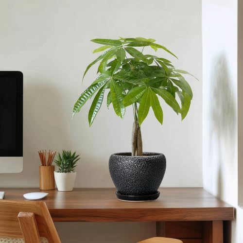 Ceramic Planter 6 Inch, Ceramic Plant Pots Indoor, Black - color: Black, size: 6 Inch