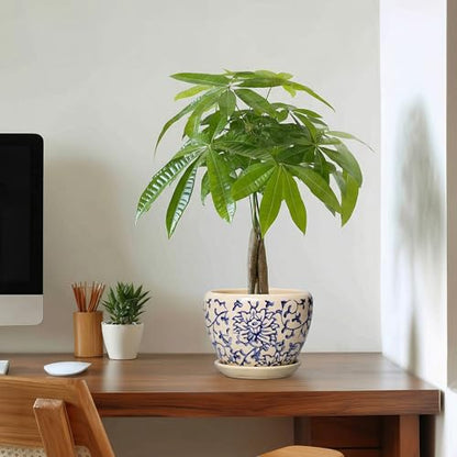 6 Inch Plant Pot, Ceramic Planters for Snake Plants, Retro Blue - color: Retro Blue, size: 6 Inch