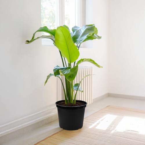 GREANER 5 Gallon Black Planter Pots, 10PCS Plastic Durable Plant Pots for Plants, Seed Starting Container for Flower Herb Vegetable Seedling Tree Fruit - size: 12 Inch