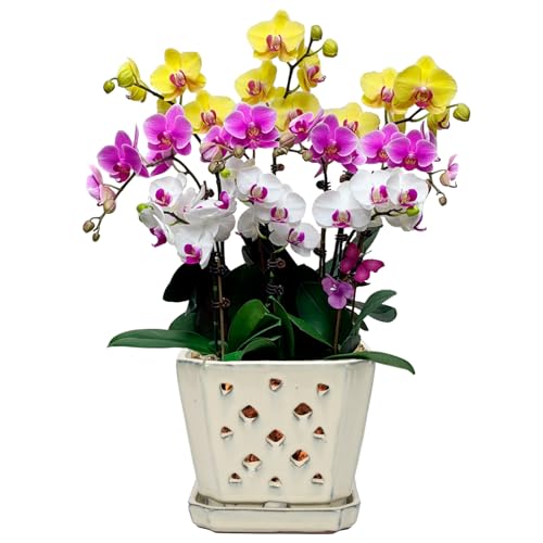 W&W Orchid Pot with Holes and Saucer for Repotting and Better Grow, Cream White, 7" - color: Cream White