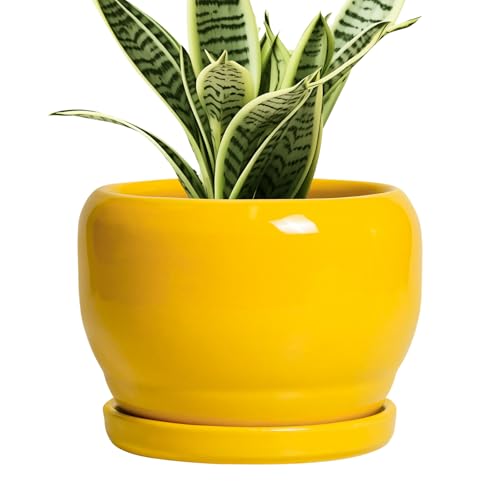 SQOWL 6 Inch Plant Pot - Ceramic Planter with Drainage Hole and Saucer, Modern Ceramic Flower Pots for Indoor Plants Outdoor, Round Decorative Small Planter, Desk Decor, Garden Gifts, Yellow - color: Yellow, size: 6 Inch