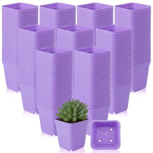 Yaomiao 200 Pack 3 Inch Purple Nursery Pot Square Flower Pots Plastic Plant Succulent Planter Seed Starting Pots with Drainage Holes for Garden Office Balcony Decor Indoor Outdoor Plant Seedling - color: Purple