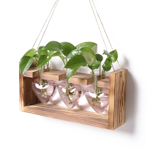 Plant Terrarium Propagation Stations Hydroponics - color: Pink