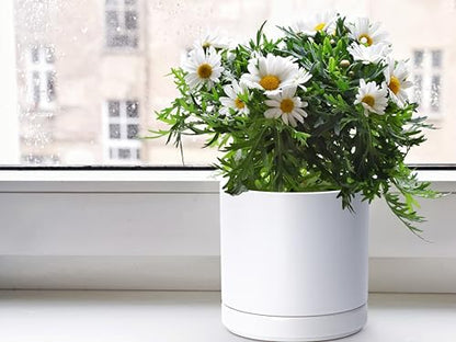 D'vine Dev 2-Pack Ceramic Pots with Saucers, 6/8 in, White, 94-G-M-1 - color: White, size: Medium