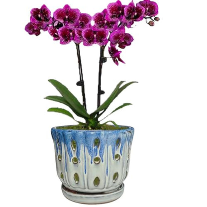 Ceramic Orchid Pot with Drainage Hole 6'' Orchid Planter (Blue Cover White) - color: Blue Over Cream