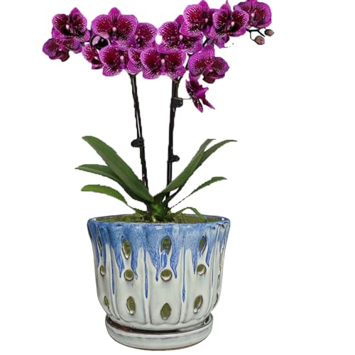 Ceramic Orchid Pot with Drainage Hole 6'' Orchid Planter (Blue Cover White) - color: Blue Over Cream