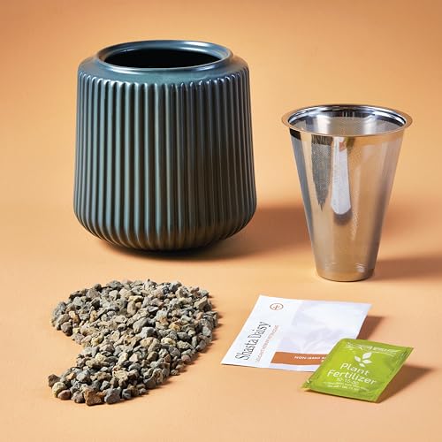 Modern Sprout Flower Grow Kit-Self-Watering Ceramic Planter-Daisy Daydream - color: Daisy Daydream