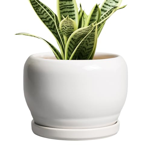 SQOWL Ceramic Flower Pots - 6 Inch Plant Pot Indoor Outdoor, Ceramic Planter with Drainage Hole and Saucer, Modern Round Succulent Planter, Bookshelf Decor, House Warming Gifts New Home, White - color: Glossy White, size: 6 Inch